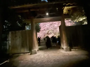 六義園に投稿された画像（2026/3/21）