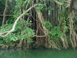 比謝川カヤックに投稿された画像（2026/3/21）