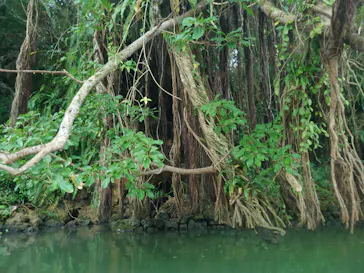 比謝川カヤックに投稿された画像（2026/3/21）