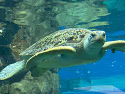 名古屋港水族館に投稿された画像（2026/3/21）