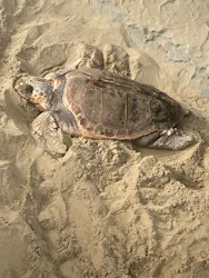 名古屋港水族館に投稿された画像（2026/3/21）