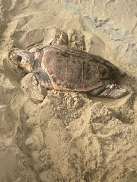 名古屋港水族館に投稿された画像（2026/3/21）