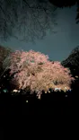 六義園に投稿された画像（2026/3/21）
