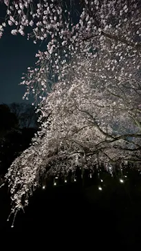 六義園に投稿された画像（2026/3/21）