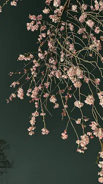 六義園に投稿された画像（2026/3/21）