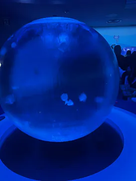 新江ノ島水族館に投稿された画像（2026/3/21）