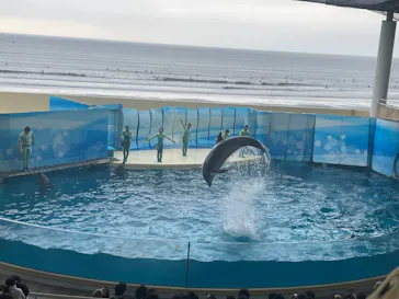 新江ノ島水族館に投稿された画像（2026/3/21）