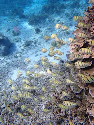 nico 宮古島に投稿された画像（2026/3/21）