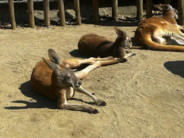 名古屋市東山動植物園に投稿された画像（2026/3/21）