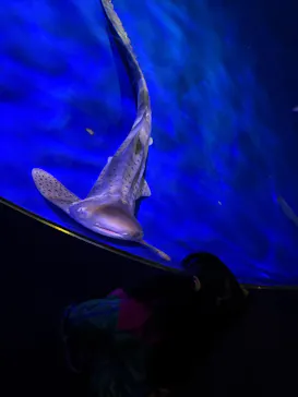 新江ノ島水族館に投稿された画像（2026/3/21）