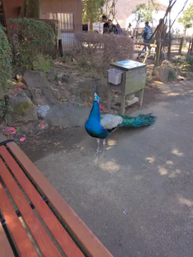 伊豆シャボテン動物公園に投稿された画像（2026/3/21）