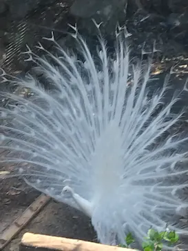 伊豆シャボテン動物公園に投稿された画像（2026/3/21）