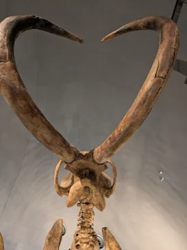 福井県立恐竜博物館に投稿された画像（2026/3/21）