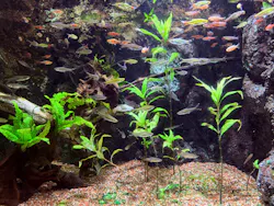 世界淡水魚園水族館　アクア・トトぎふに投稿された画像（2026/3/21）