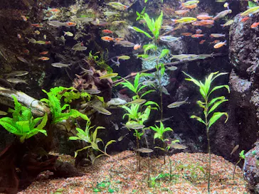 世界淡水魚園水族館　アクア・トトぎふに投稿された画像（2026/3/21）