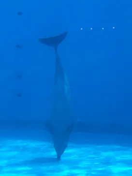マリンワールド海の中道に投稿された画像（2026/3/21）