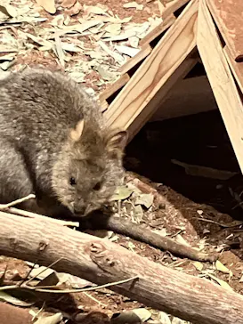 こども動物自然公園（埼玉県公園緑地協会）に投稿された画像（2026/3/21）