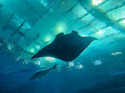 沖縄美ら海水族館に投稿された画像（2026/3/21）