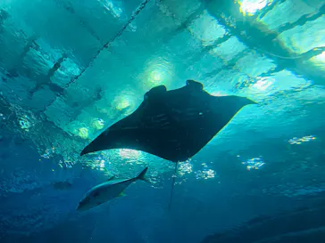 沖縄美ら海水族館に投稿された画像（2026/3/21）