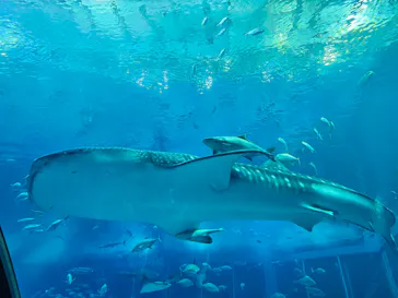 沖縄美ら海水族館に投稿された画像（2026/3/21）