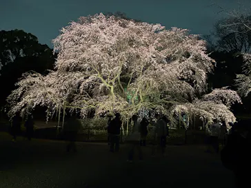 六義園に投稿された画像（2026/3/21）