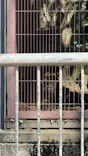 名古屋市東山動植物園に投稿された画像（2026/3/21）