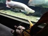 世界淡水魚園水族館　アクア・トトぎふに投稿された画像（2026/3/21）
