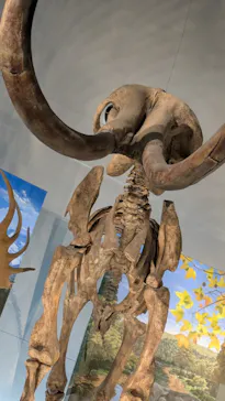 福井県立恐竜博物館に投稿された画像（2026/3/21）