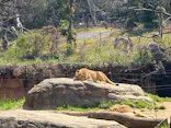 天王寺動物園に投稿された画像（2026/3/21）