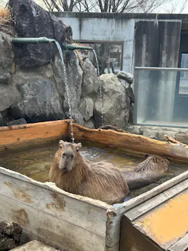 那須どうぶつ王国に投稿された画像（2026/3/21）