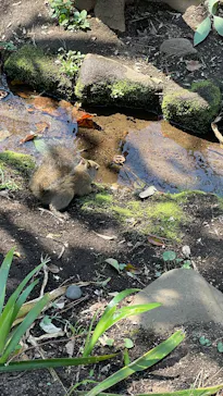 井の頭自然文化園に投稿された画像（2026/3/21）