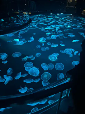 すみだ水族館に投稿された画像（2026/3/21）