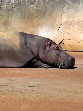 名古屋市東山動植物園に投稿された画像（2026/3/21）