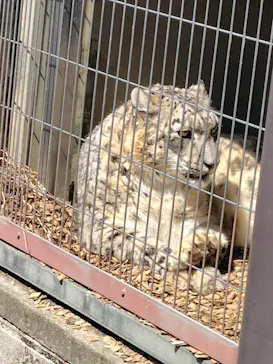 名古屋市東山動植物園に投稿された画像（2026/3/21）