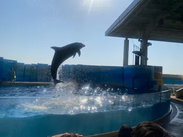 新江ノ島水族館に投稿された画像（2026/3/21）