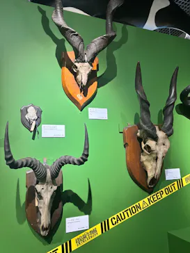 特別展「超危険生物展　科学で挑む生き物の本気」に投稿された画像（2026/3/21）