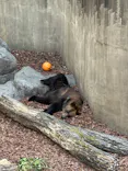 恩賜上野動物園に投稿された画像（2026/3/21）