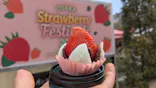 OSAKA Strawberry Festivalに投稿された画像（2026/3/21）