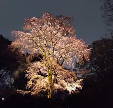 六義園に投稿された画像（2026/3/21）
