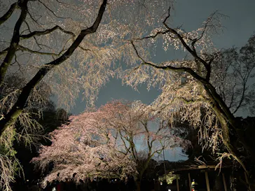 六義園に投稿された画像（2026/3/21）