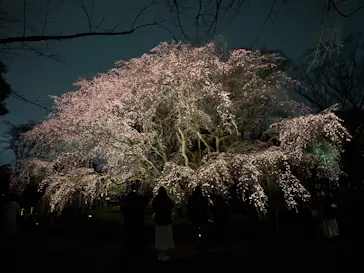 六義園に投稿された画像（2026/3/21）