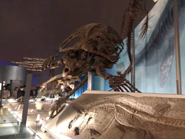 福井県立恐竜博物館に投稿された画像（2026/3/21）