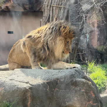 天王寺動物園に投稿された画像（2026/3/21）
