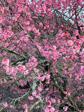 偕楽園本園に投稿された画像（2026/3/21）