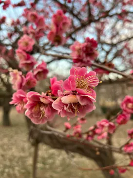 偕楽園本園に投稿された画像（2026/3/21）