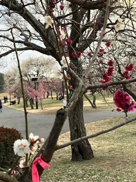 偕楽園本園に投稿された画像（2026/3/21）