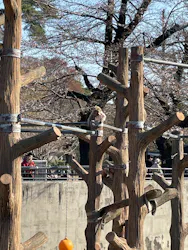 井の頭自然文化園に投稿された画像（2026/3/21）
