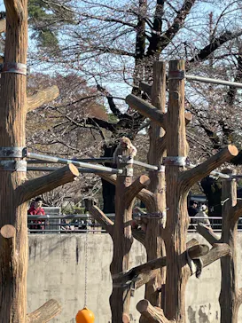 井の頭自然文化園に投稿された画像（2026/3/21）