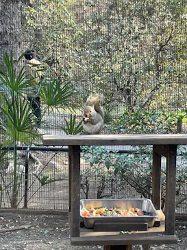 井の頭自然文化園に投稿された画像（2026/3/21）