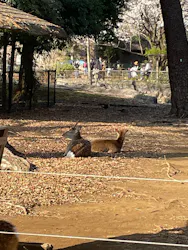 井の頭自然文化園に投稿された画像（2026/3/21）